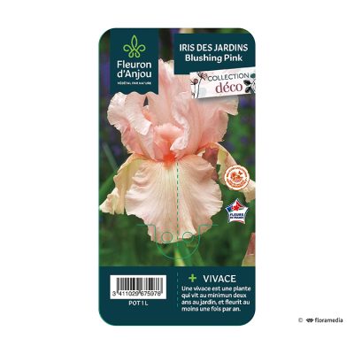 Iris Blushing Pink