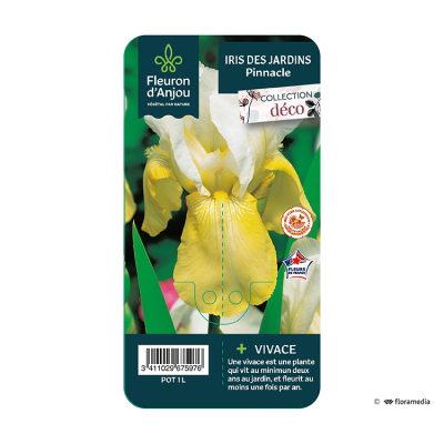 Iris Pinnacle