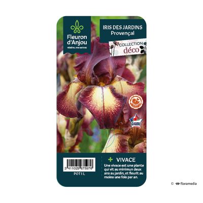 Iris Provençal
