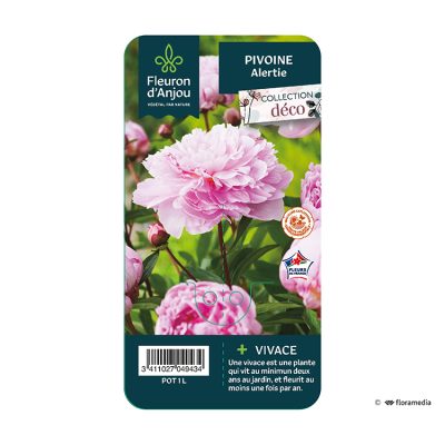 Pivoine Alertie
