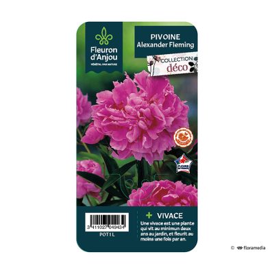 Pivoine Alexander Fleming