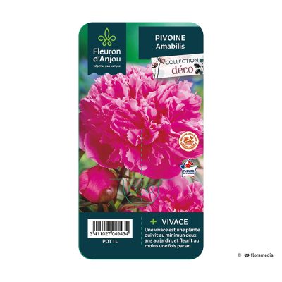 Pivoine Amabilis