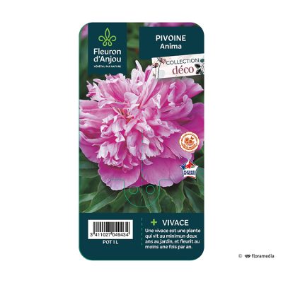 Pivoine Anima