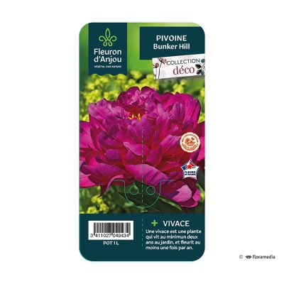 Pivoine Bunker Hill