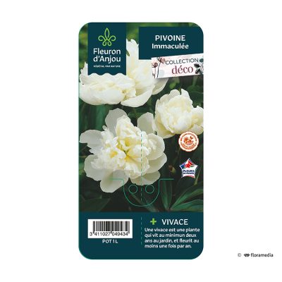 Pivoine Immaculée