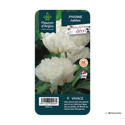 Pivoine Jubilee