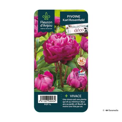 Pivoine Karl Rosenfield