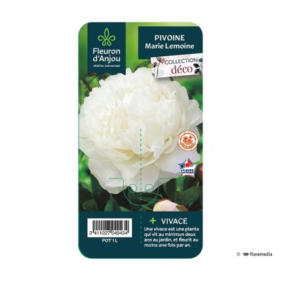 Pivoine Marie Lemoine