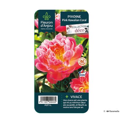 Pivoine Pink Hawaiian Coral