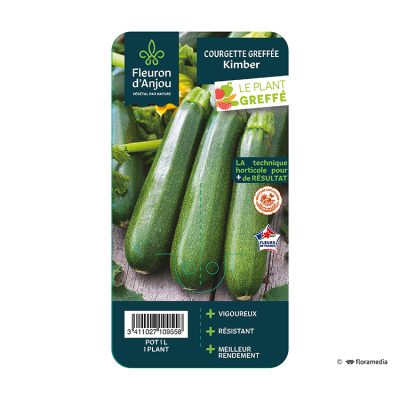 Courgette Greffée Kimber