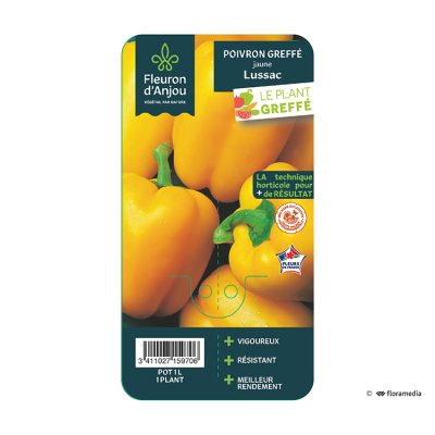 Poivron Greffé Jaune Lussac