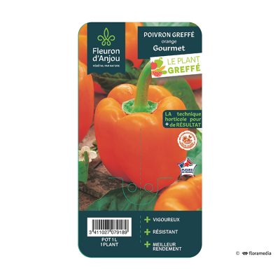 Poivron Greffé Orange Gourmet