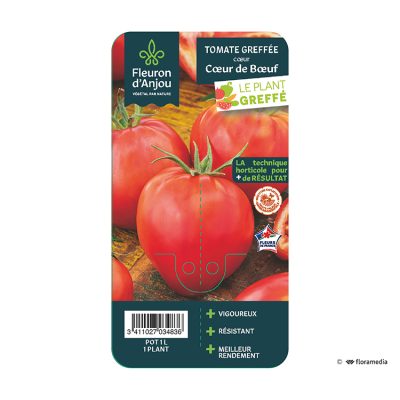 Tomate Greffée Cœur Cœur de Bœuf