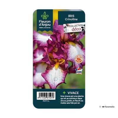 Iris Crinoline