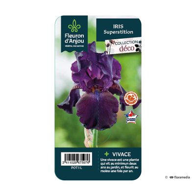 Iris Superstition