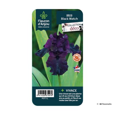 Iris Black Watch