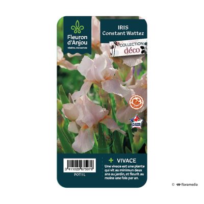 Iris Costant Wattez