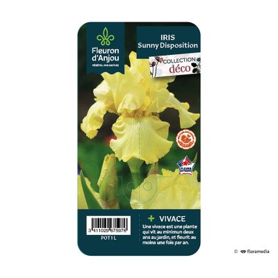 Iris Sunny Disposition
