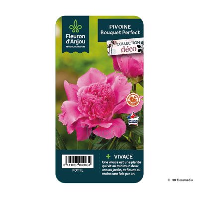 Pivoine Bouquet Perfect