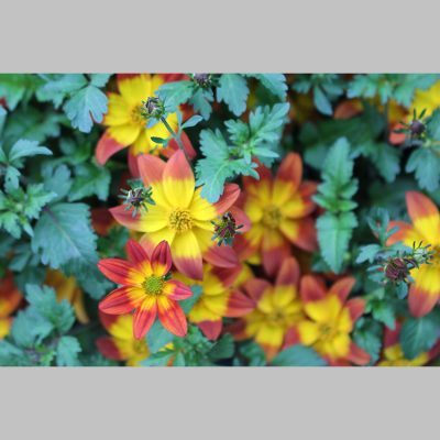 Bidens Coloris Original
