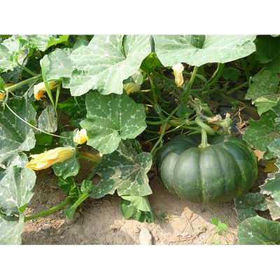 Courge Musquée de Provence