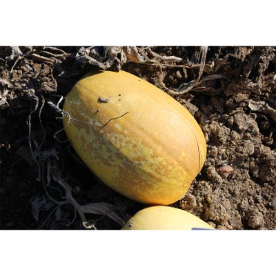 Courge Spaghetti