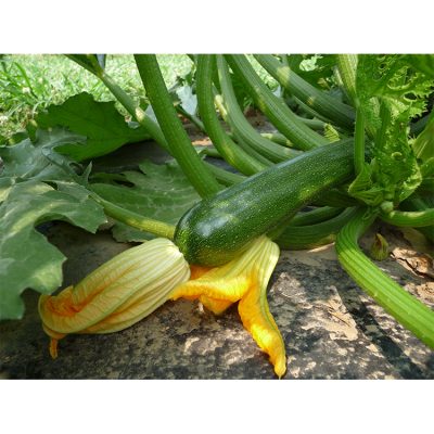 Courgette Astia