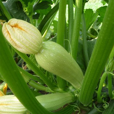 Courgette Blanche Lorea