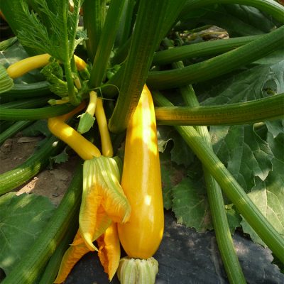 Courgette Jaune Orelia