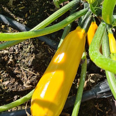 Courgette Jaune Sebring