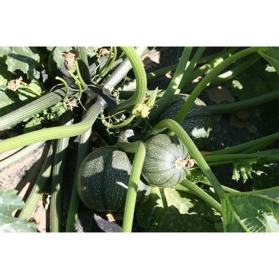 Courgette Ronde Boldenice Clx29712