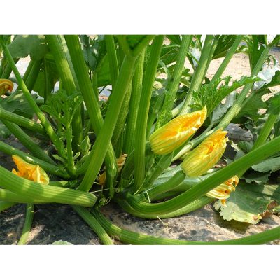 Courgette Tarmino