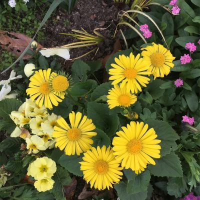 Doronicum Caucasicum - Doronic du Caucase