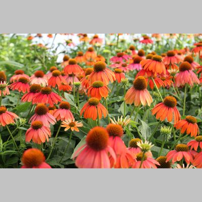 Echinacea Purpurea