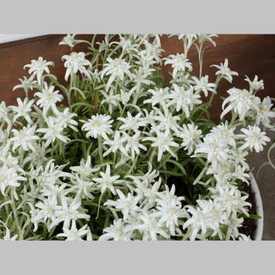 Edelweiss