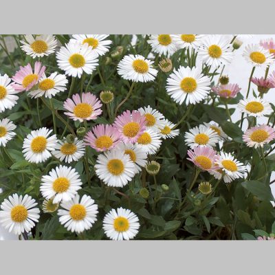 Erigeron Wittadinia