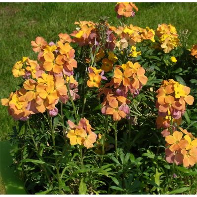 Erysimum