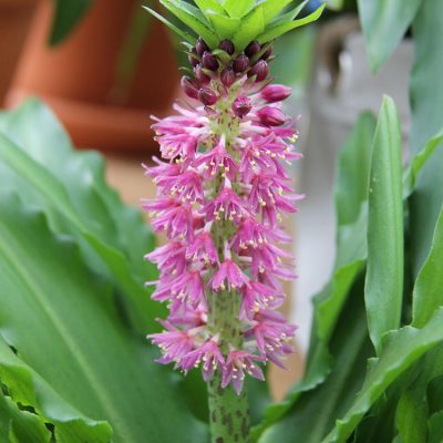 Eucomis Fleur Ananas