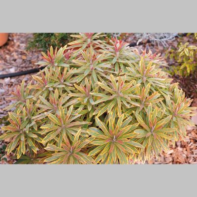 Euphorbe Vivaces
