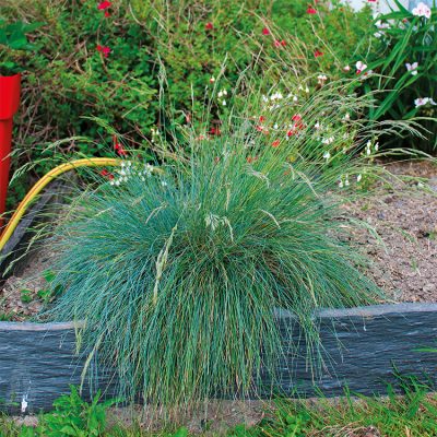 Festuca Glauca