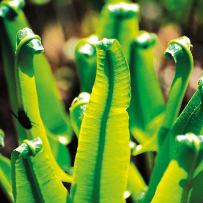 Fougère Asplenium Scolopendrium