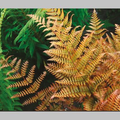 Fougère Dryopteris Erythrosora