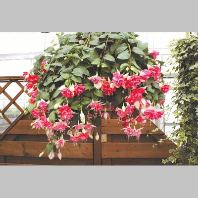 Fuchsia Pleureur