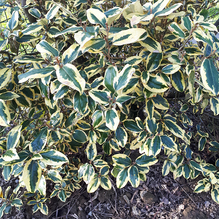 fusain plante Fusain Harlequin main image 1