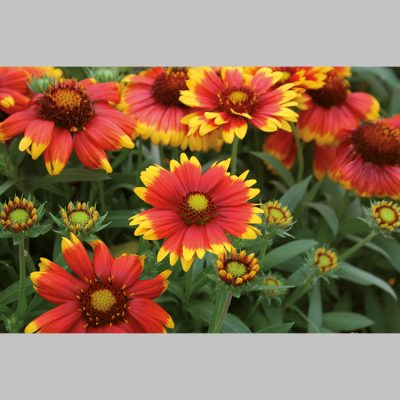 Gaillarde
