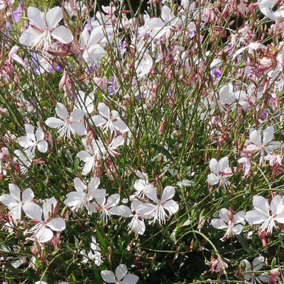 Gaura