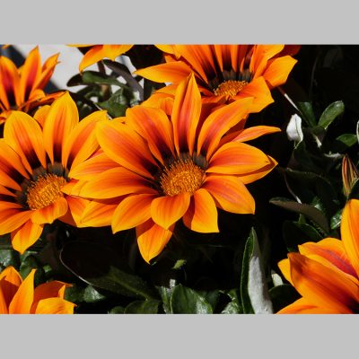 Gazania