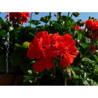 Geranium Atlantic Fire