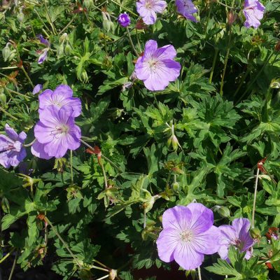 Géranium Azure Rush