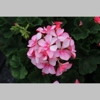 Geranium Bunny Pink Ice